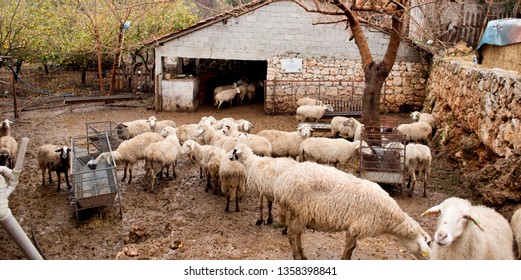 Sheep on the farm. Growing farm animals. Production of raw materials for the manufacture of wool yarn. Sheep's wool. - Shutterstock ID 1358398841