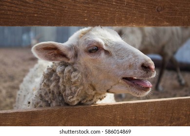 Sheep On A Farm. Looks Through A Wooden Fencing.Makes A Sound.