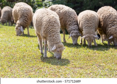 The Sheep On A Farm Outdoor