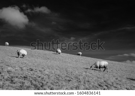 Similar – cloudy lawnmowers Sheep