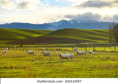 sheep on field , New Zealand