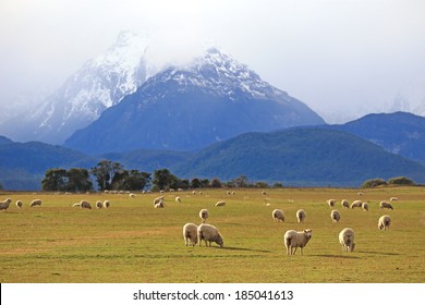 sheep on field in the south Island, New Zealand.