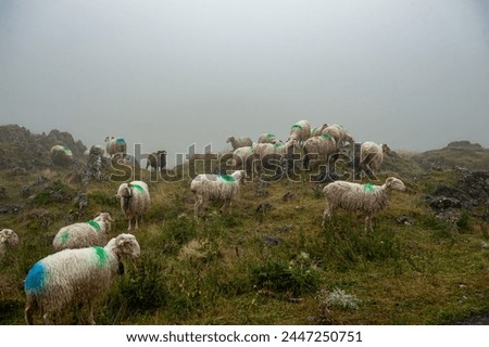 Similar – cloudy lawnmowers Sheep