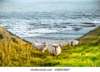 Sheep On A Grass Cliff Edge Along The Coast With The Sea In The Background At Dunraven Bay In Southerndown, Bridgend, South Wales, United Kingdom