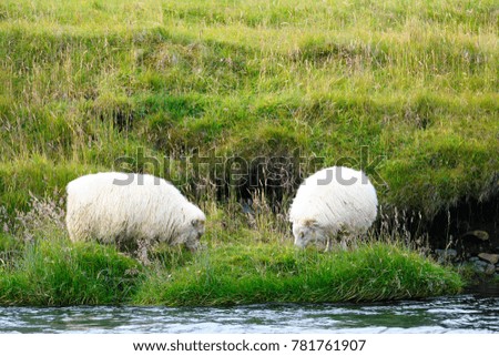 Island | drei weidende Schafe im Wasser mit Spiegelung