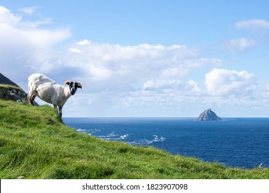 A Sheep On Great Blasket Island