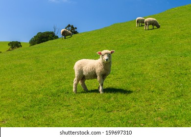 A Sheep on Green Field of the Pacific Sea Coast, Duder Regional Park, Auckland Region, New Zealand