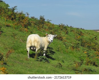 A Sheep On A Green Hillside Looks Back