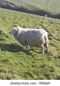 Sheep on hillside