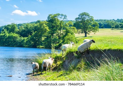 Sheep On The Idyllic Banks Of The Derwent River In The Peak District In Summer. Chatsworth Park, Derbyshire, England.