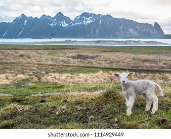 Sheep On Lofoten