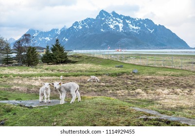 Sheep On Lofoten