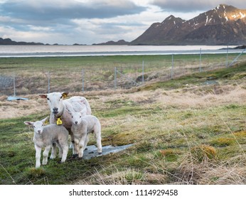 Sheep On Lofoten