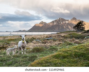 Sheep On Lofoten