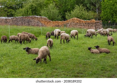 Schafe auf der Wiese, die Gras fressen