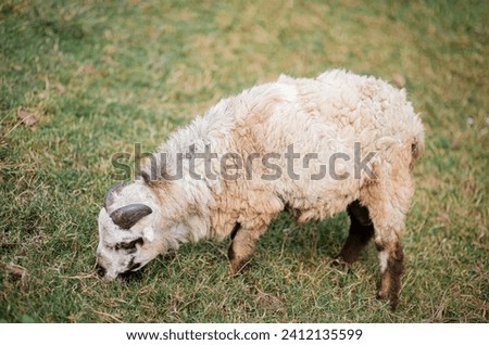 sheep on the meadow, Royal large white uncut poodle eating grass on a walk
