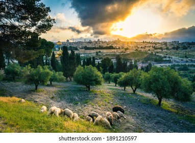 Sheep on the Mount of Olives - Beautiful sunset view of Old City Jerusalem: the Dome of the Rock and the Golden or Mercy Gate, with sheep grazing between olive trees on the Mount of Olives - Powered by Shutterstock