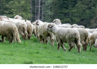 Sheep On A Mountain Pasture. Zakopane. Tatry.