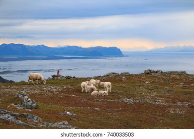 Sheep On The Mountain Of The Vesteralen 