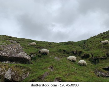 Sheep On The Mountains At The Ring Of Kerry In Ireland