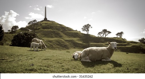 Sheep On One Tree Hill