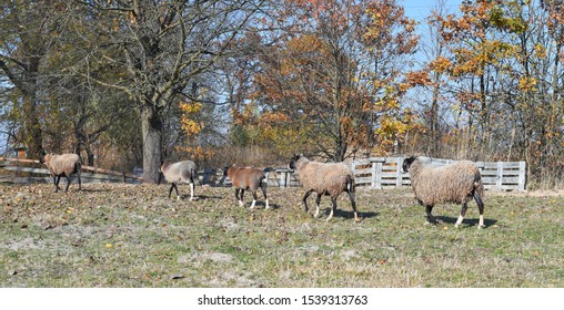 Sheep on a pasture in the autumn landscape.