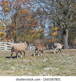 Sheep on a pasture in the autumn landscape.