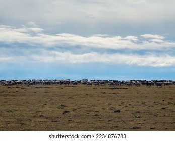 Sheep on the range in one long line. Herd of sheep in a field. Herd of sheep on a background blue cloudy sky. Sheep farming.