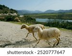 Sheep on a riverside in Albania crossing a street