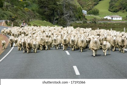 Sheep on a road in New Zealand