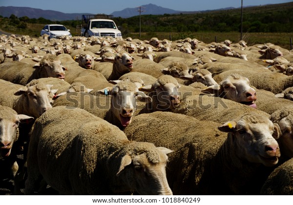 Sheep on a road in New
Zealand
