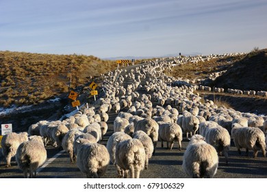 23,347 Sheep road Images, Stock Photos & Vectors | Shutterstock