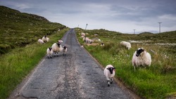 Sheep On The Road In Scotland Highland