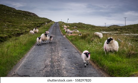 Sheep On The Road In Scotland Highland