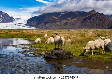 Sheep on a rock in a pond by its grazing flock in front of Vatnajökull glacier in South-Est Iceland during summer