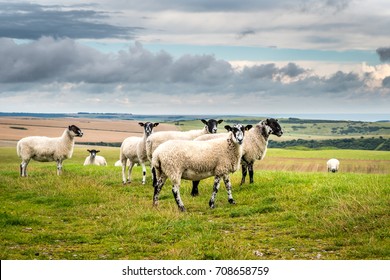 Sheep On The Rolling Hills Of The South Downs National Park