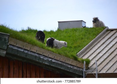 Sheep On The Rooftop, Lofoten Islands