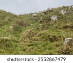 Sheep on the Slopes of Ben Tianavaig, Portree, Isle of Skye