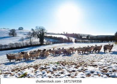 Sheep On Snow-covered Shropshire Hills, Near Clun, UK, In Late December Stock Photo Winter, Sheep, Snow, Agricultural Field, Farm