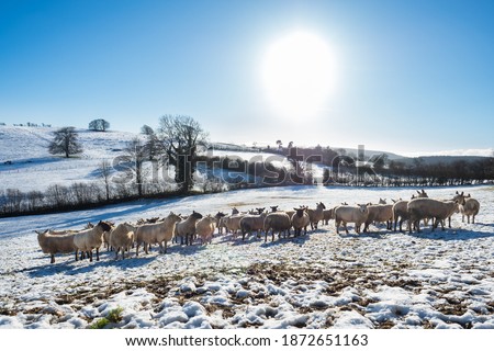 Sheep on snow-covered Shropshire Hills, near Clun, rural England, UK, in Late December, photo of Winter, Sheep, Snow, Agricultural Field, Farm