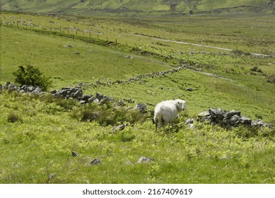 A Sheep On Snowdon Mountain, Wales, UK