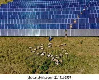 Sheep On Solar Farm To Control Vegetation