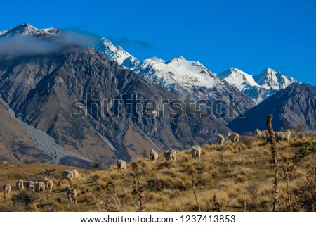 Sheep on top of Mount Sunday, scenic view of Mount Sunday and surroundings in Ashburton Lakes District, South Island, New Zealand