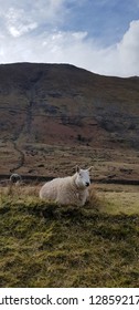 Sheep On The Way Up Scafell Pike. Lake District. Cumbria. England.