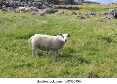 Sheep On The Western Coast Of The Island Karmoy, Norway. Karmoy Is Situated Near The Town Haugesund, Haugaland.