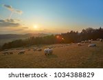 Sheep on winter pasture on a hill in icy wind from Sibiria at sunset