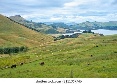 Sheep At Otago Peninsula In New Zealand