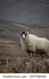 Sheep Outside In Natural Moorland