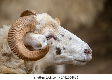 Sheep Ovis Aries Side View Head Stock Photo (Edit Now) 1482164963