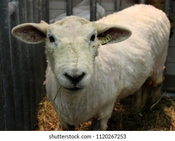 Sheep (Ovis Aries) With Tag Portrait Seen At The Pennsylvania Farm Show.